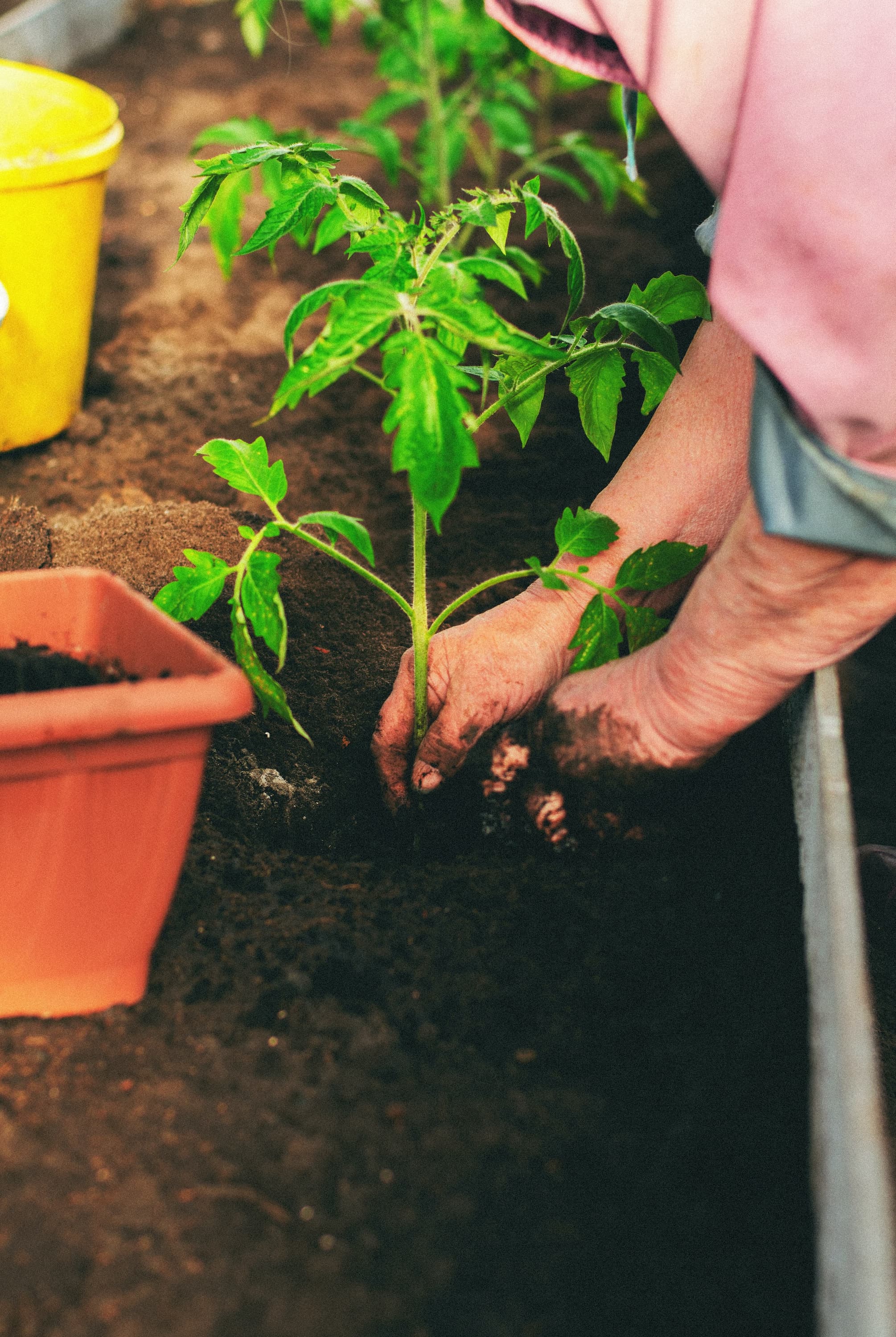 closeup of hands placing a plant in dark soil